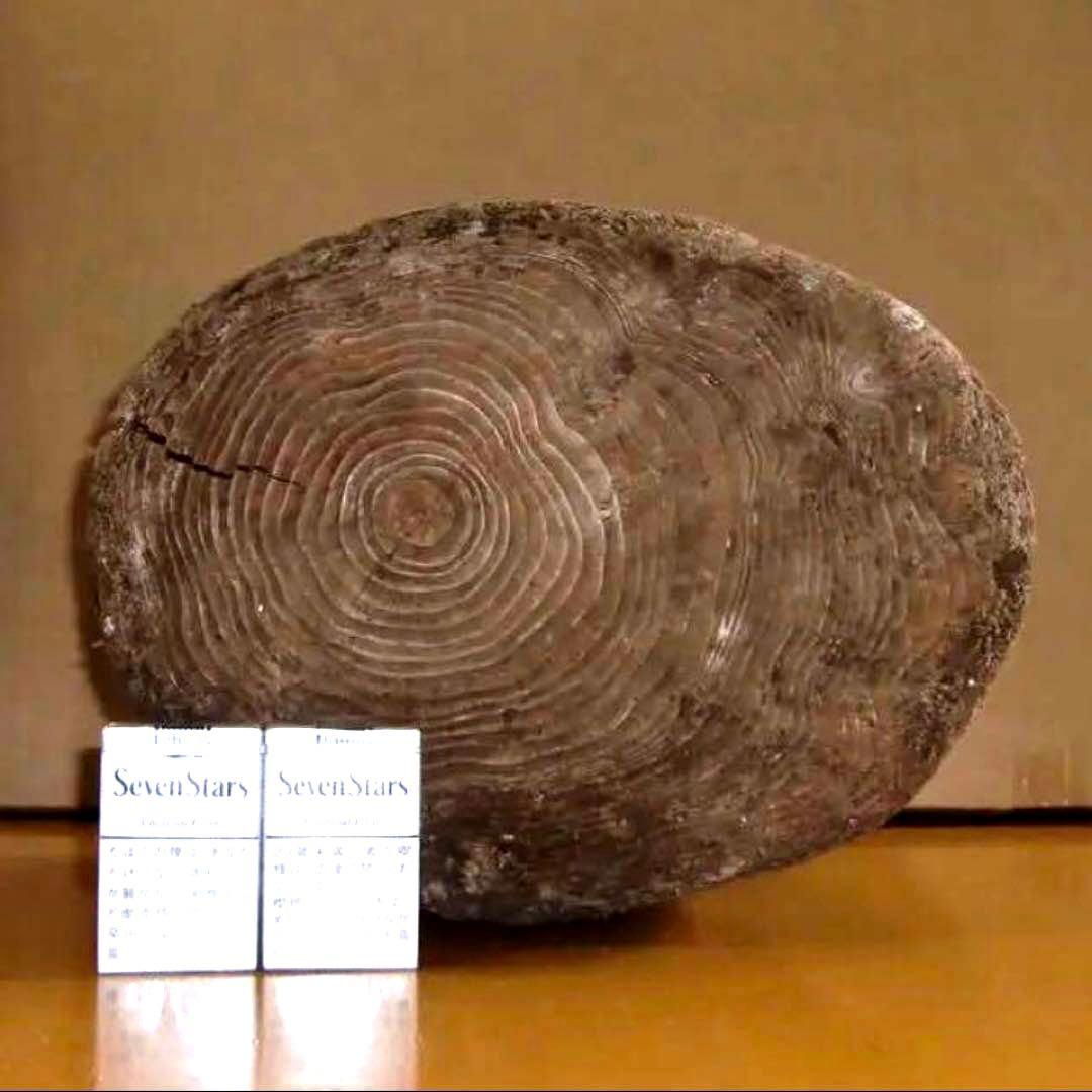 流木に感動‼️瀬戸内海 漂流 丸太 樹齢約50年 玉切り 切り株 盆栽の台 腰掛け