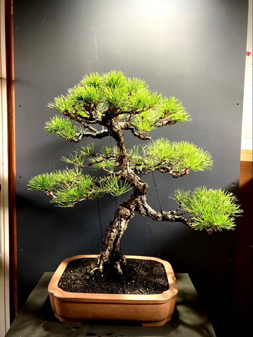 黒松盆栽 ☆名鉢佳山☆