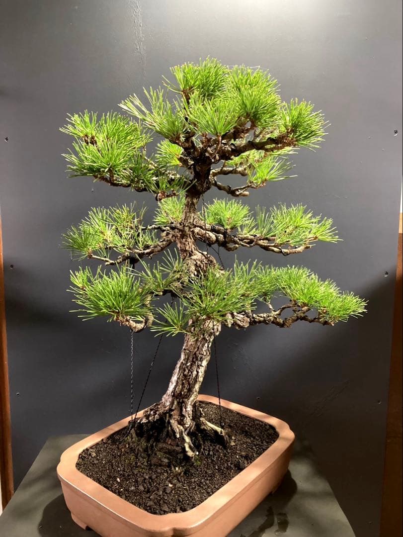 黒松盆栽 ☆名鉢佳山☆