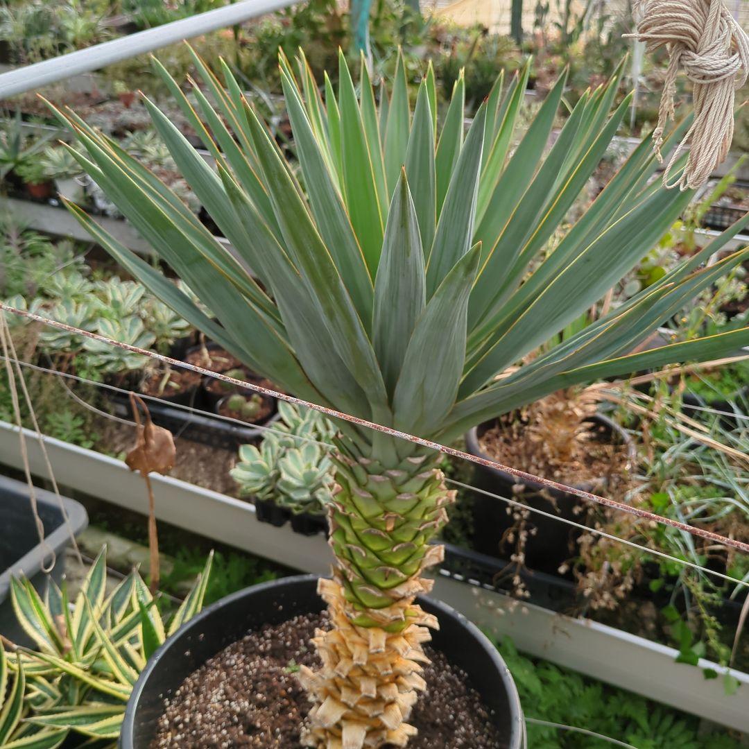 ユッカ グロリオサ 幹立ち アツバキミガヨラン 大株　ドライガーデン アガベ