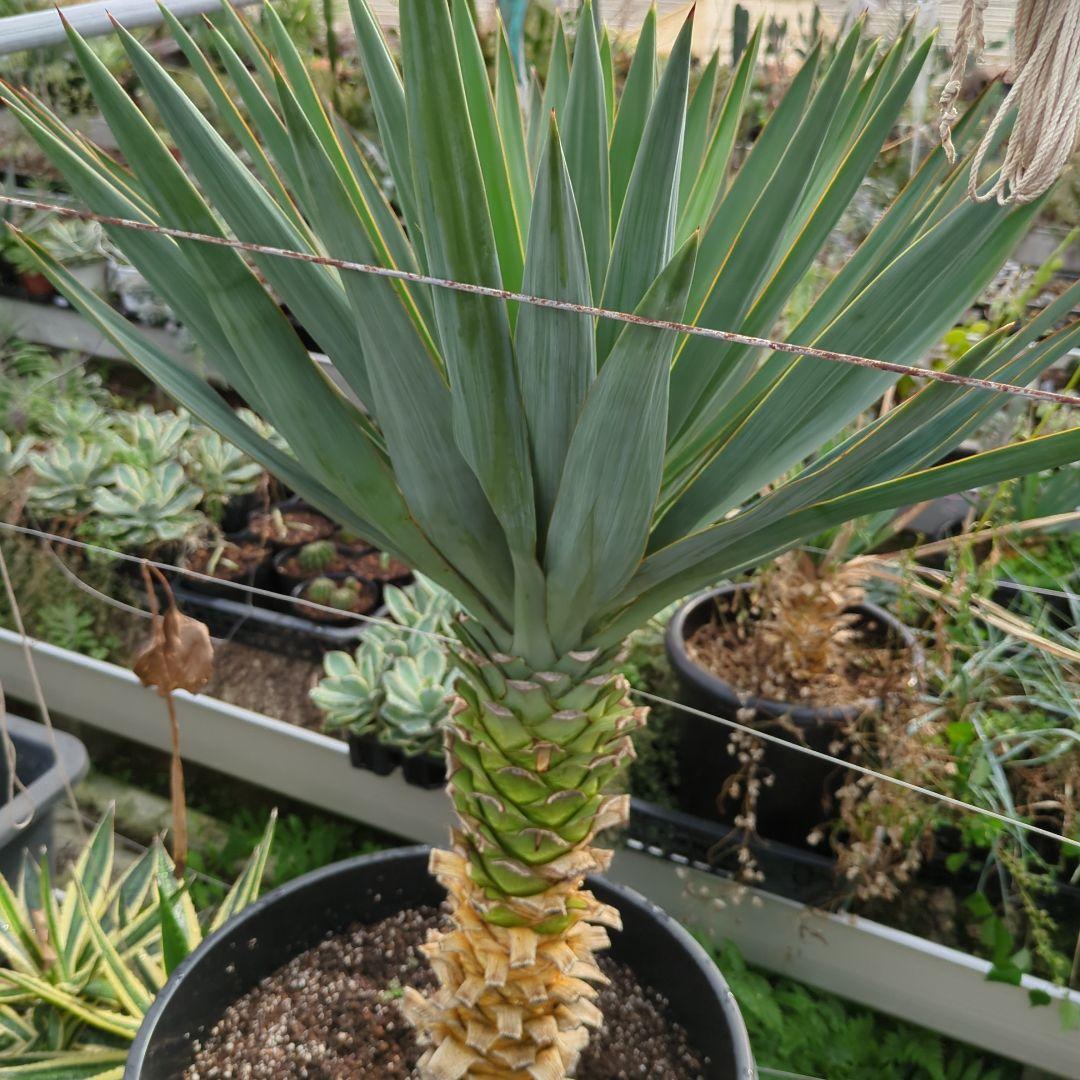 ユッカ グロリオサ 幹立ち アツバキミガヨラン 大株　ドライガーデン アガベ