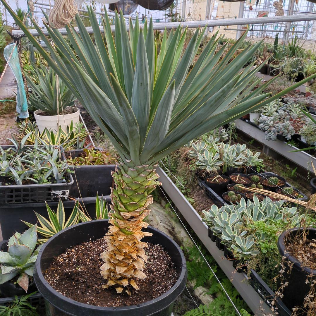 ユッカ グロリオサ 幹立ち アツバキミガヨラン 大株　ドライガーデン アガベ