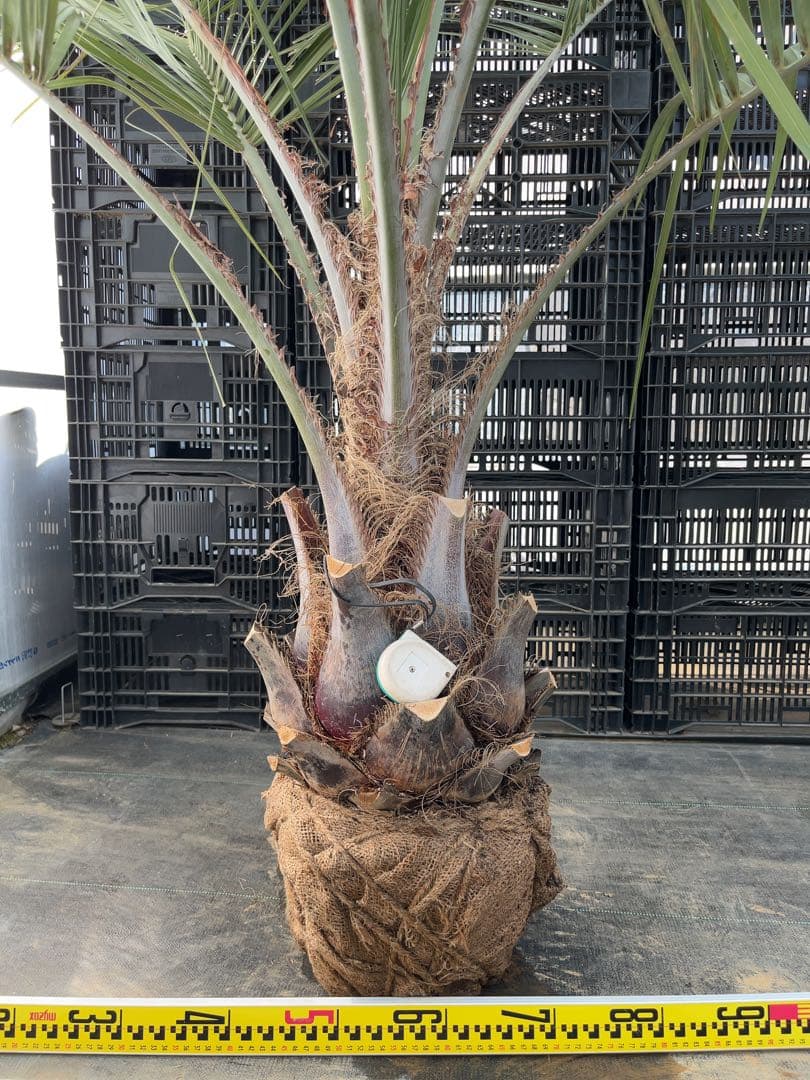 ココスヤシ 幹極太　シルバーリーフ　極上の品　即戦力　シンボルツリー