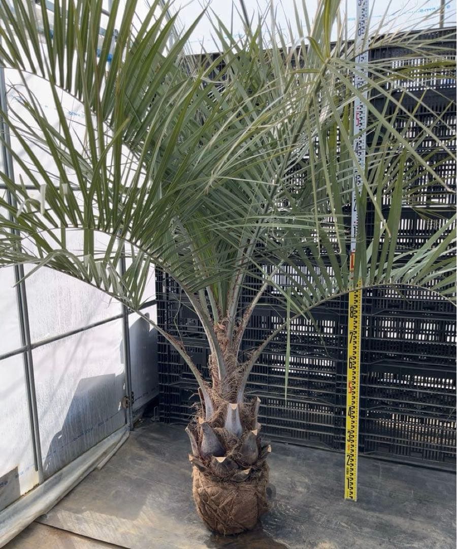 ココスヤシ 幹極太　シルバーリーフ　極上の品　即戦力　シンボルツリー