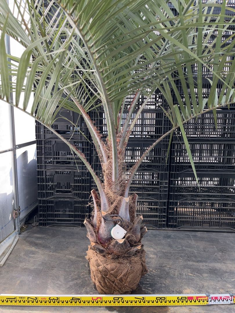 ココスヤシ 幹極太　シルバーリーフ　極上の品　即戦力　シンボルツリー