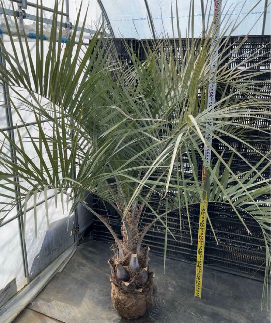 ココスヤシ 幹極太　シルバーリーフ　極上の品　即戦力　シンボルツリー