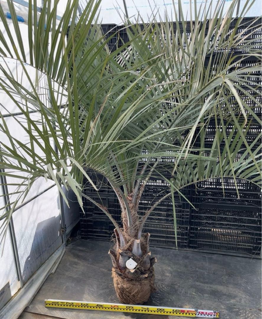 ココスヤシ 幹極太　シルバーリーフ　極上の品　即戦力　シンボルツリー