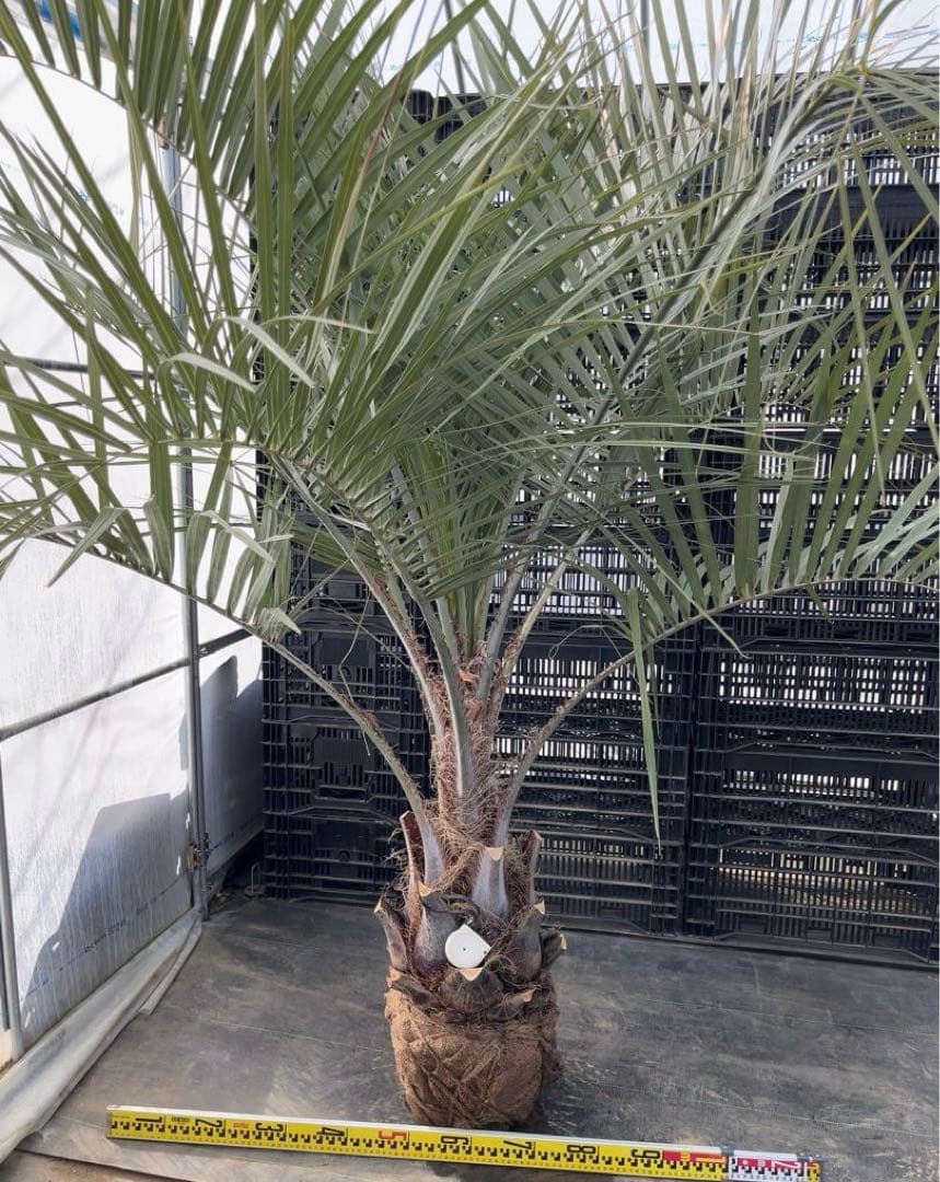 ココスヤシ 幹極太　シルバーリーフ　極上の品　即戦力　シンボルツリー