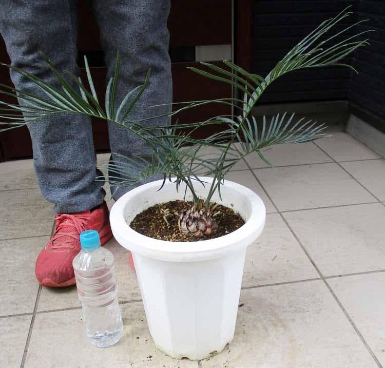 【現品】サイカス・カイルンシアナ 　8号鉢　N8番