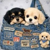 ☆受付☆ダックス No.A