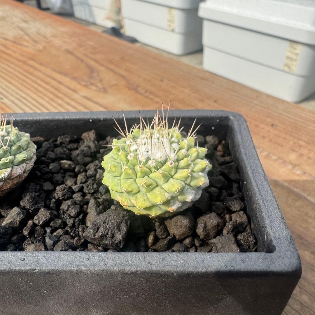 【３株】菊水 ストロンボカクタス