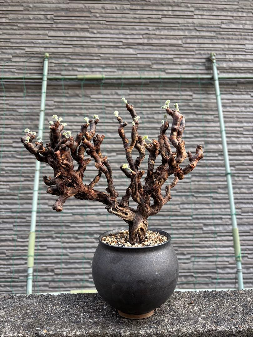 ペラルゴニウム　ミラビレ　塊根植物　コーデックス たけろうポッド