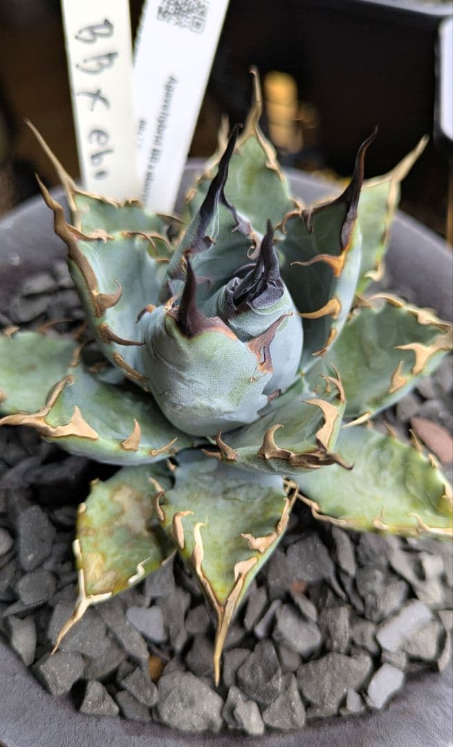 【唯一無二】アガベ　ハイブリッド　エボリスピナ×BB カクタスグリーン　①