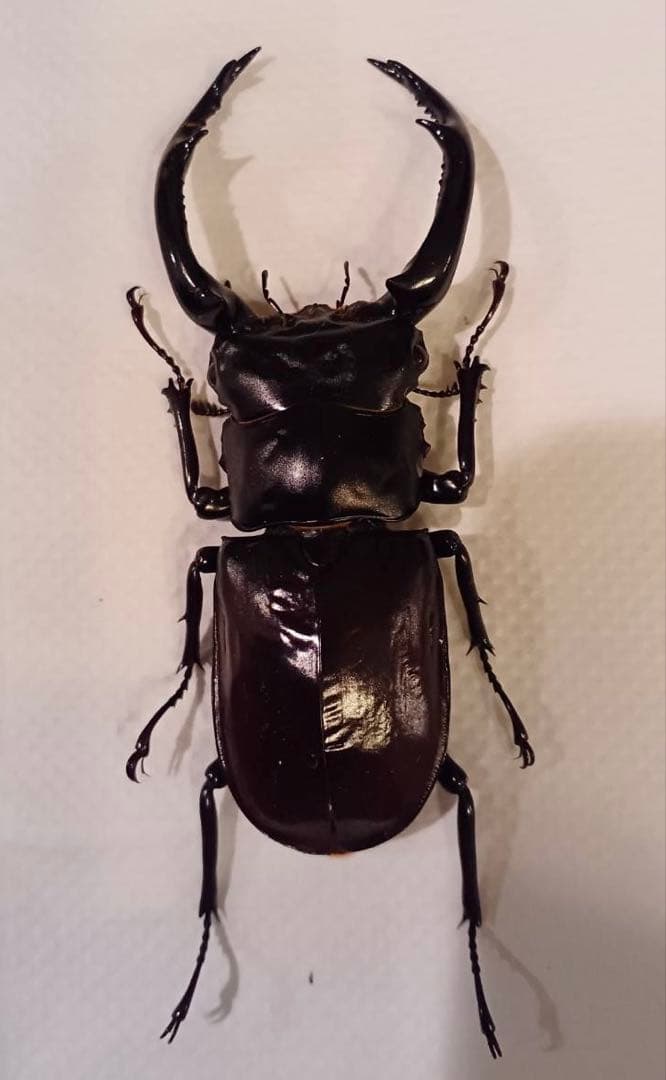 ウエストウッディオオシカクワガタ 原名亜種 オス標本