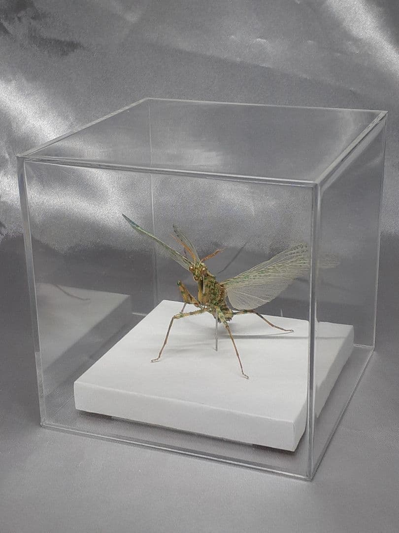 アザミカマキリ雄　立体標本