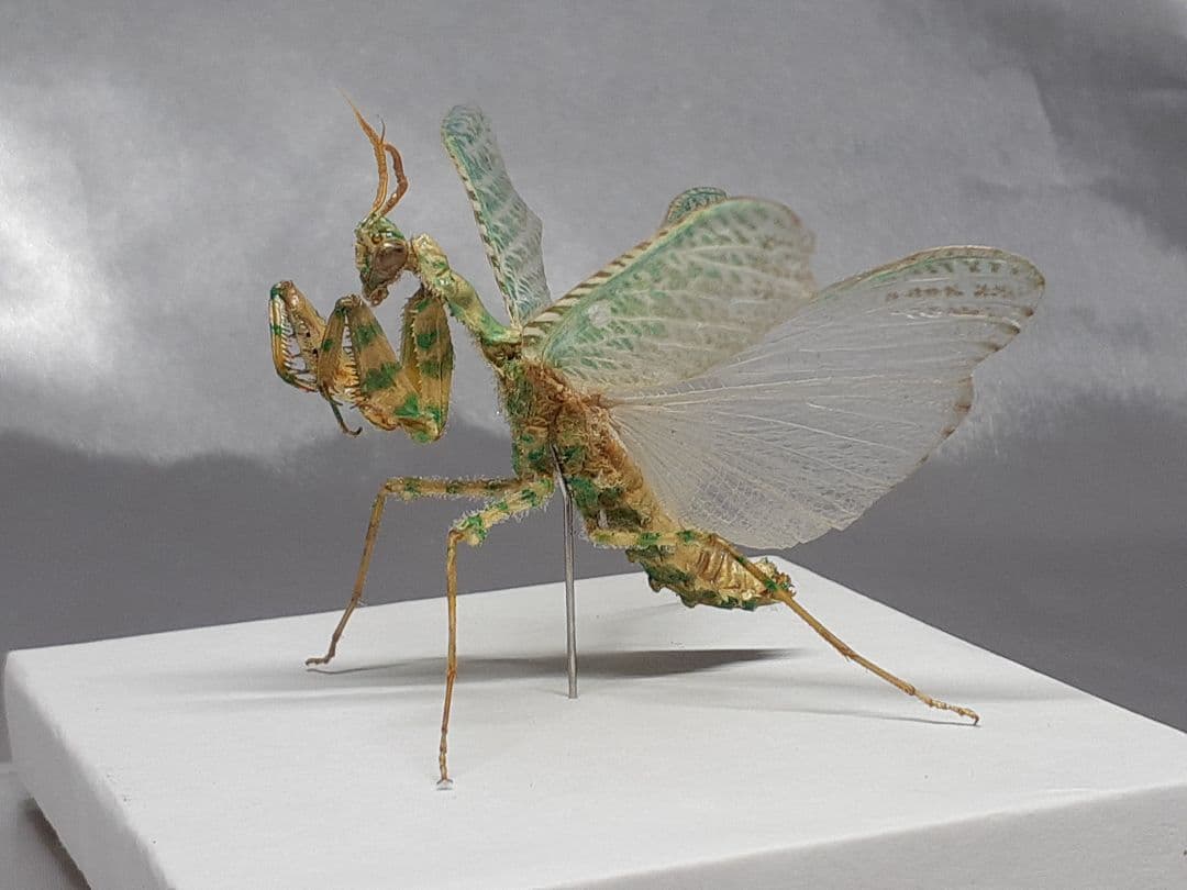 アザミカマキリ雄　立体標本