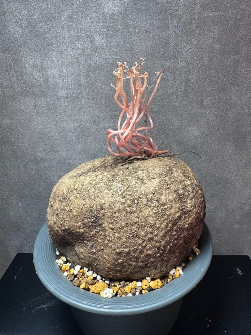 【超特大/美株】ステファニア・ベノサ 塊根幅15cm 発根済 コーデックス