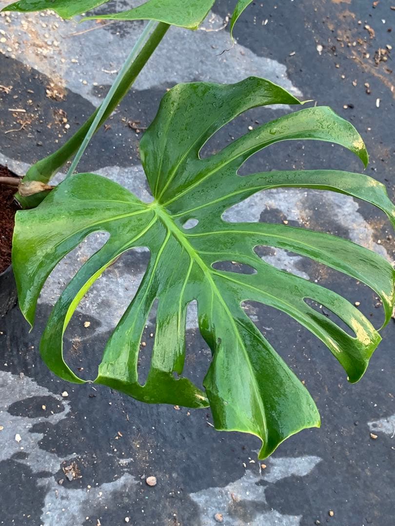 モンステラ デリシオーサ 実生スペシャルフォーム