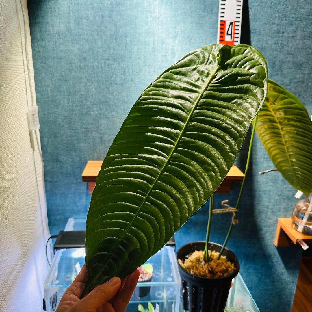 アンスリウム ベイチー　Anthurium veitchii narrow