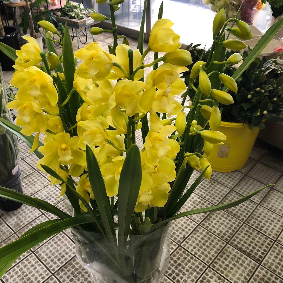 クリスマスローズ 月と太陽 キャベッジボール 同梱割り引き