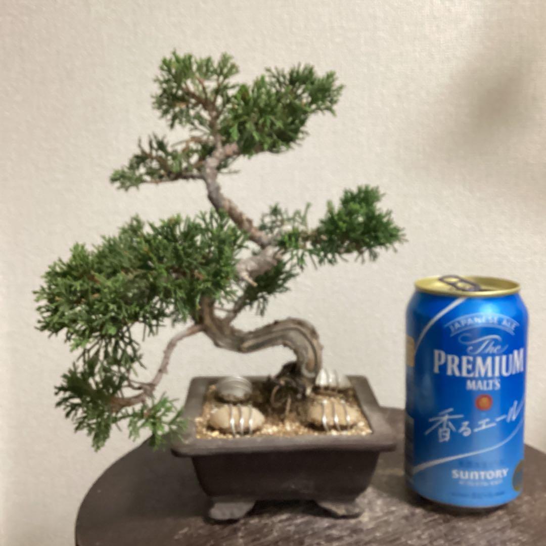 チャリティー出品　見る角度で姿を変える小品盆栽　糸井川真柏　作品名【変幻龍】