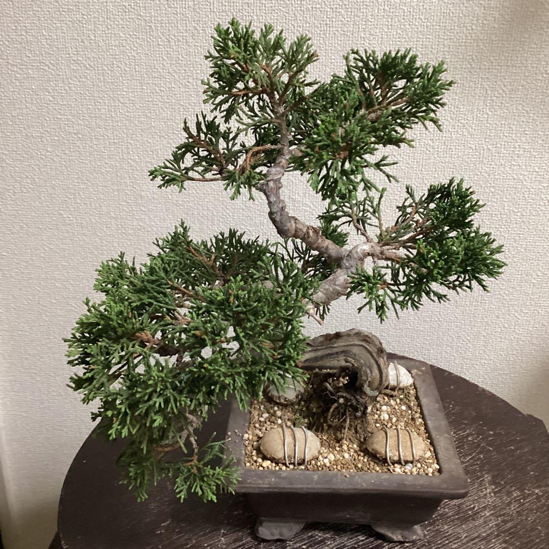 チャリティー出品　見る角度で姿を変える小品盆栽　糸井川真柏　作品名【変幻龍】