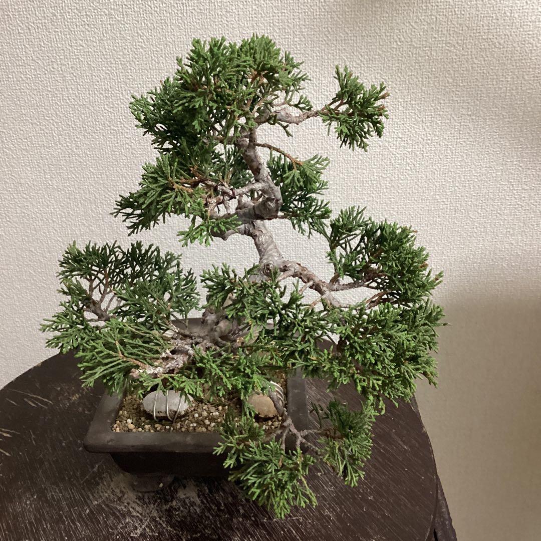 チャリティー出品　見る角度で姿を変える小品盆栽　糸井川真柏　作品名【変幻龍】