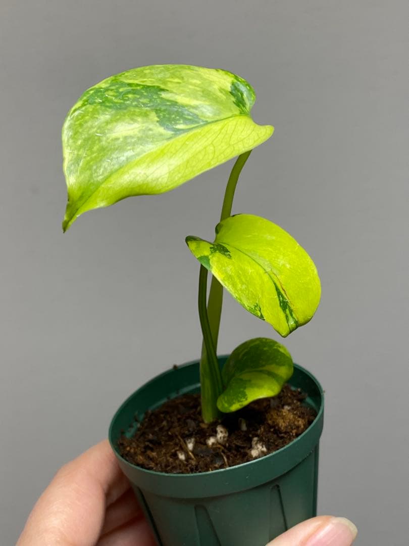 【超美株✨超希少‼️】モンステラ　エレクトロライト　斑入り　レア　人気　メルカリ便