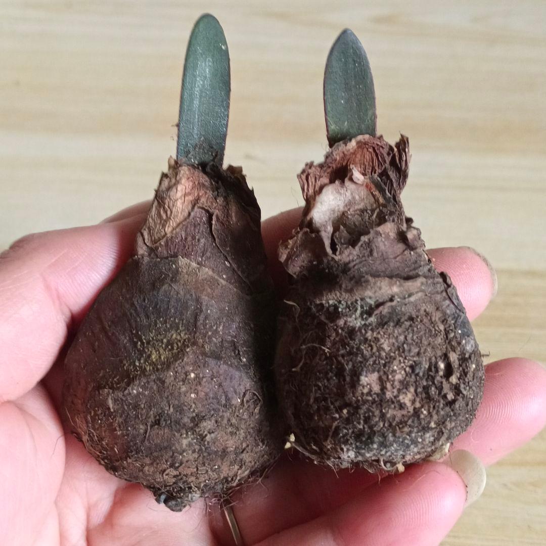 478 ハエマンサスノルティエリ Haemanthus nortieri特選2株