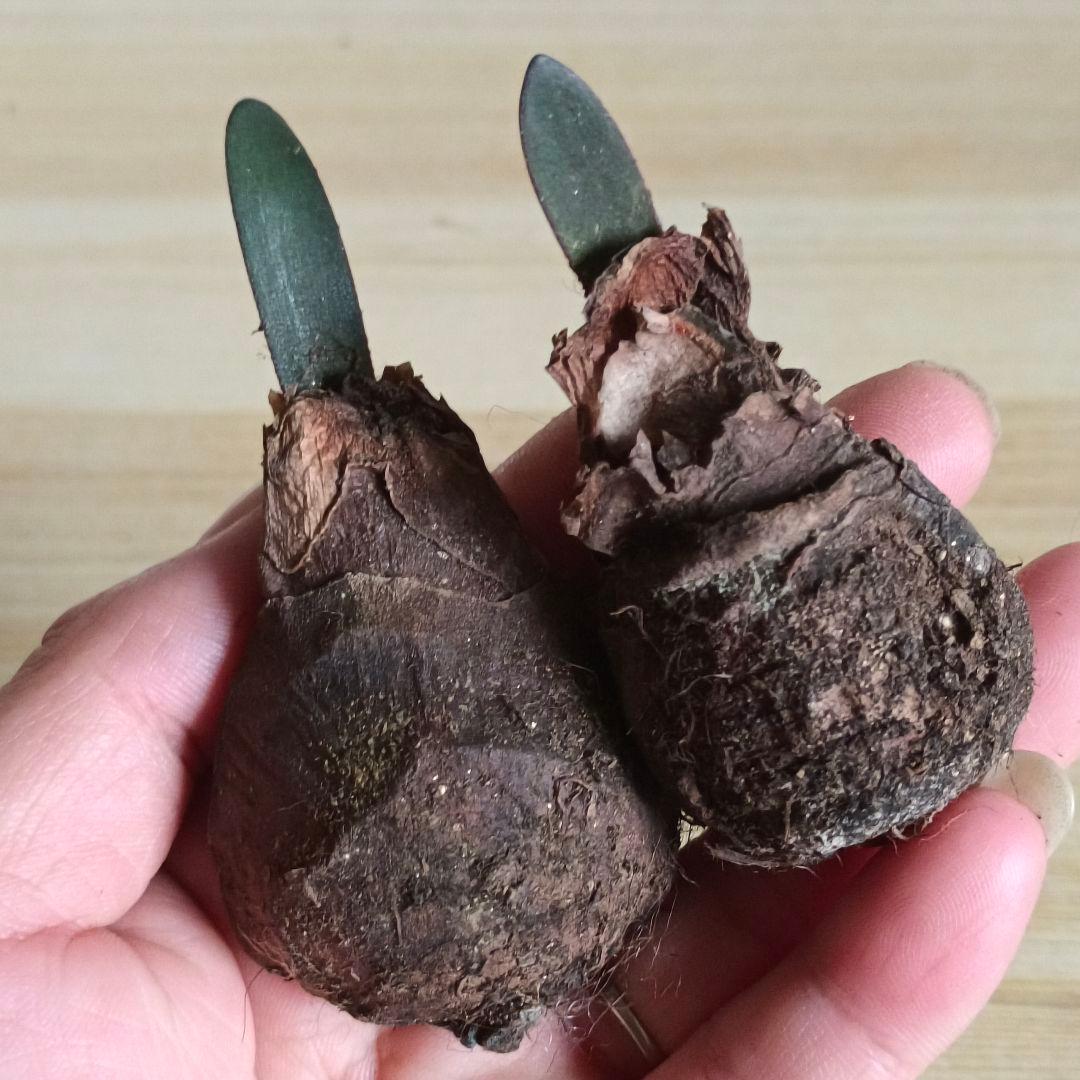 478 ハエマンサスノルティエリ Haemanthus nortieri特選2株