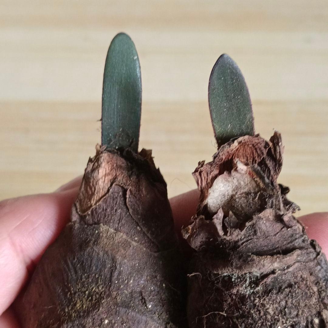 478 ハエマンサスノルティエリ Haemanthus nortieri特選2株