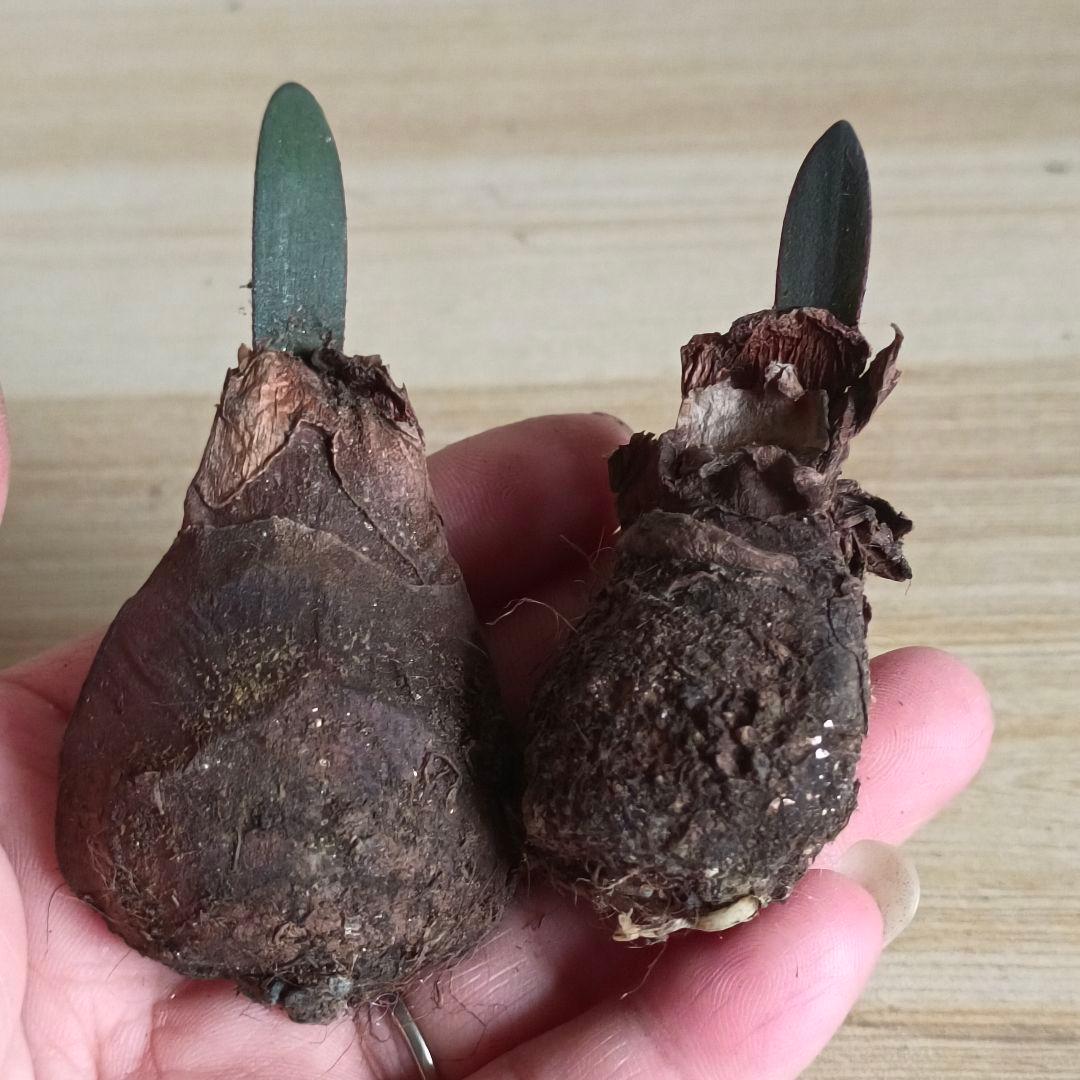 478 ハエマンサスノルティエリ Haemanthus nortieri特選2株