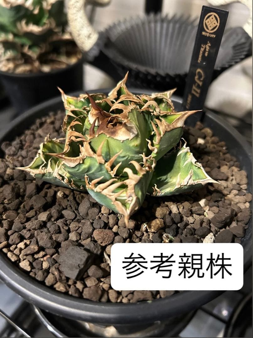 アガベ CJ-11 良型