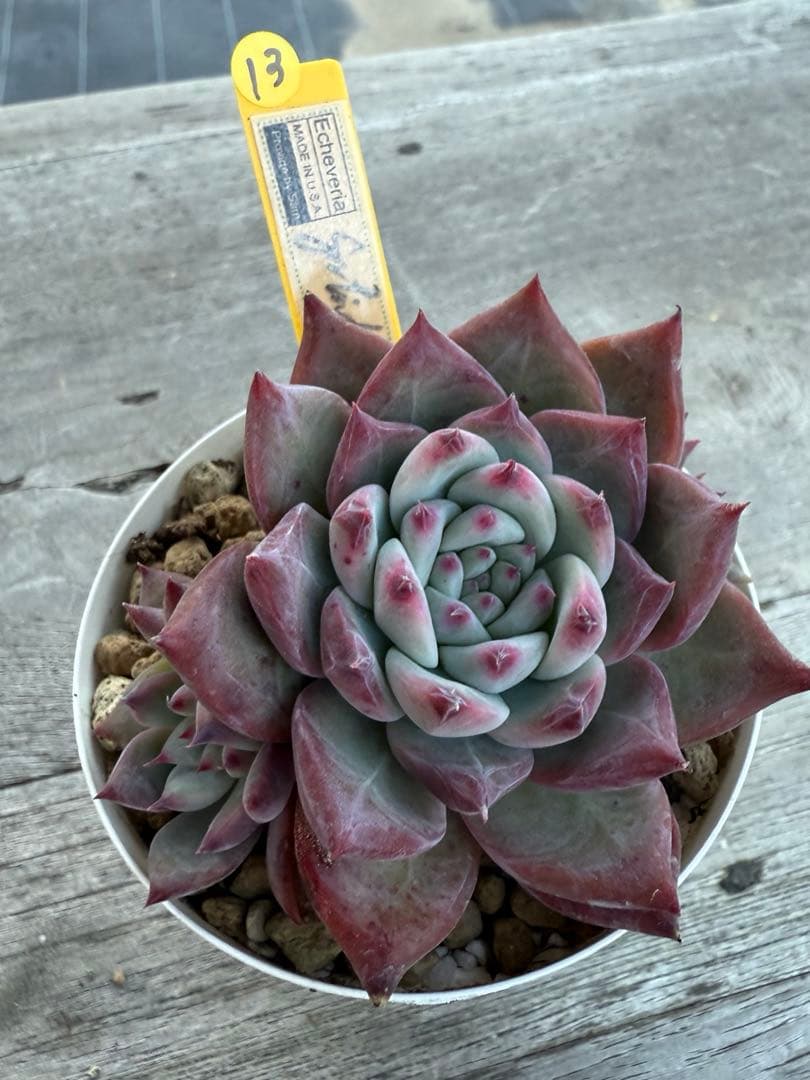 13 希少　SAMリンゼアナNo.6 カリフォルニア輸入　多肉植物