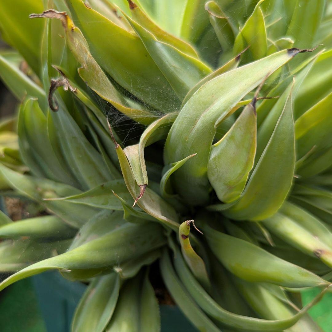 超絶希少！◇親株◇多肉植物シリーズ・アガベ属・ビルモニニアナ綴化inわけけのお店