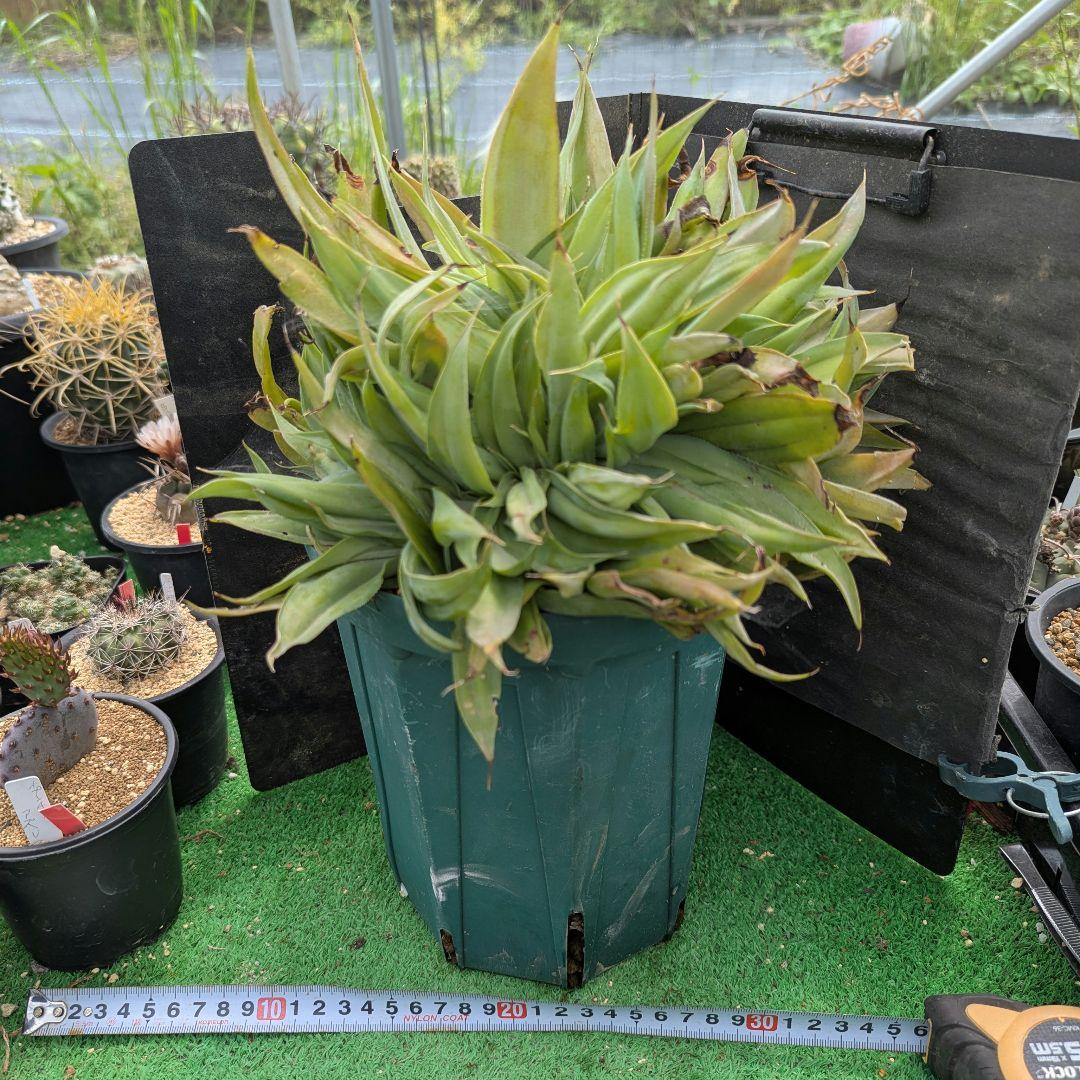 超絶希少！◇親株◇多肉植物シリーズ・アガベ属・ビルモニニアナ綴化inわけけのお店