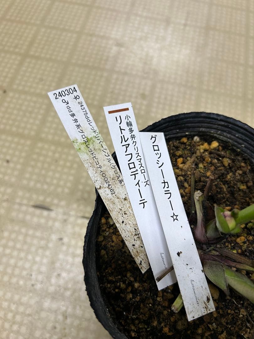 リトルアフロディーテ グロッシーカラー 加藤農園 同梱可能 クリスマスローズ