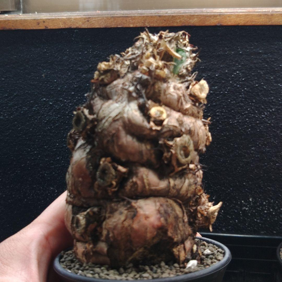 ち*♥様 ユーフォルビア　ムランジーナ　2