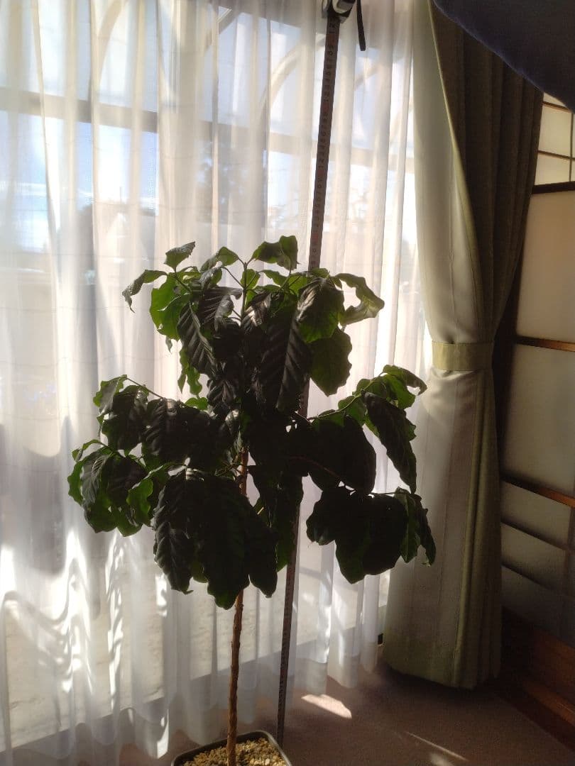 コーヒーの木 約1m 3本