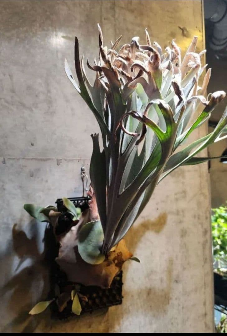 気まぐれ値下げ ビカクシダ エルサ Elsa oc株 子株 ②