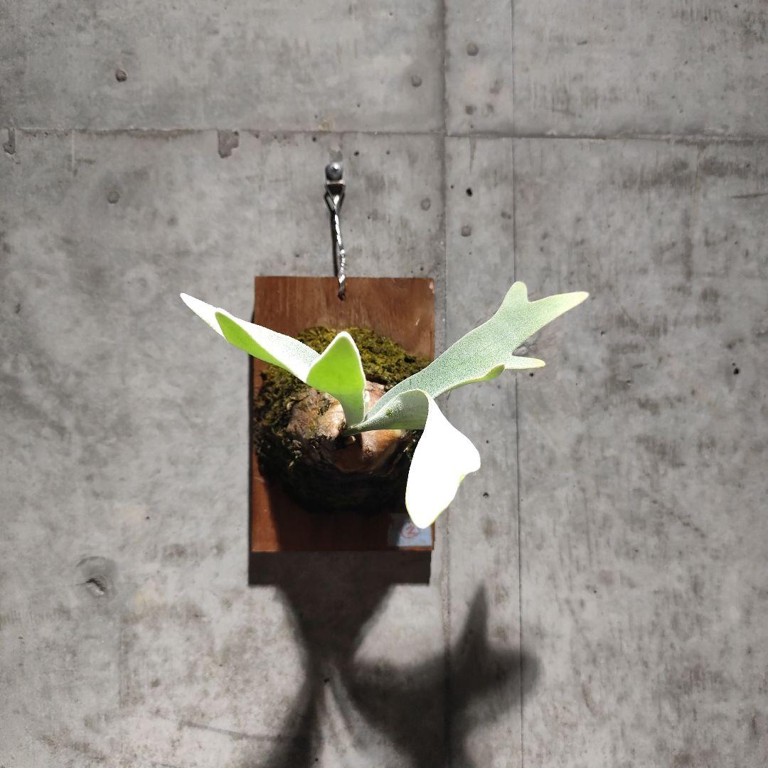 気まぐれ値下げ ビカクシダ エルサ Elsa oc株 子株 ②