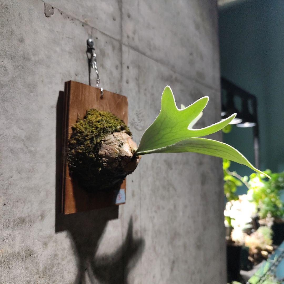 気まぐれ値下げ ビカクシダ エルサ Elsa oc株 子株 ②