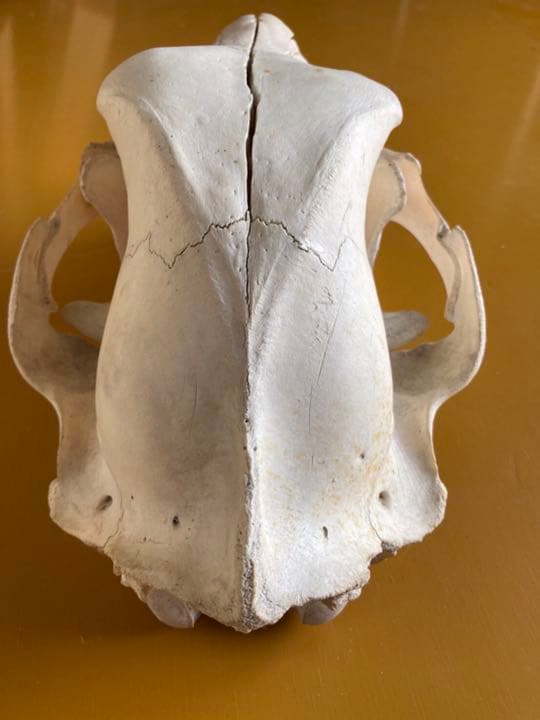 熊の頭骨　インテリア　置物