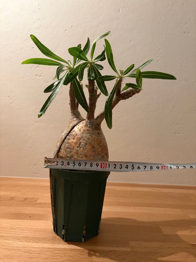 m*e様 【週末価格】パキポディウム　グラキリス　現地球