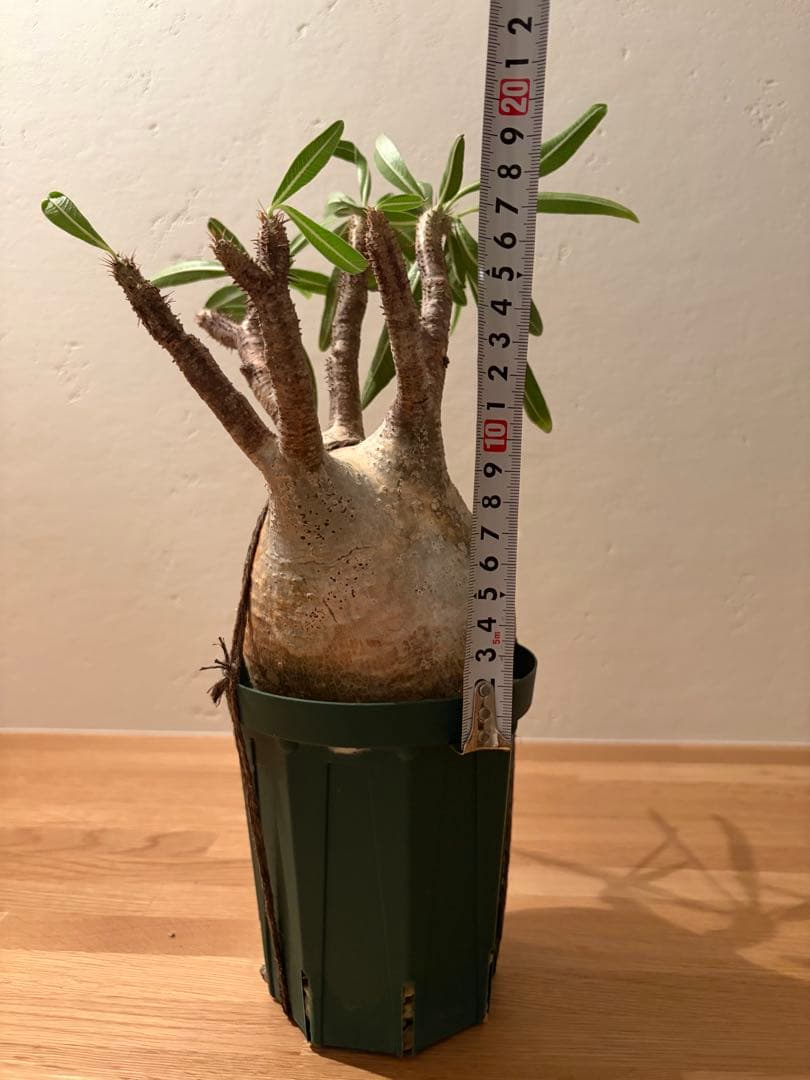 m*e様 【週末価格】パキポディウム　グラキリス　現地球