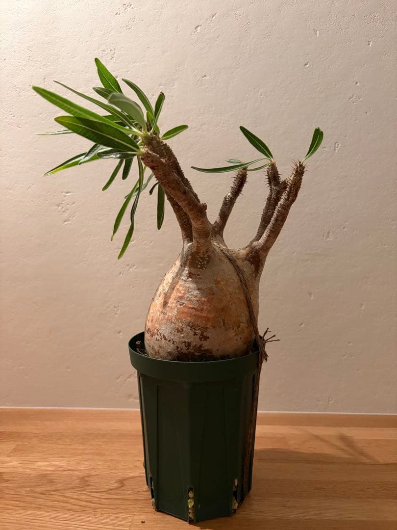 m*e様 【週末価格】パキポディウム　グラキリス　現地球