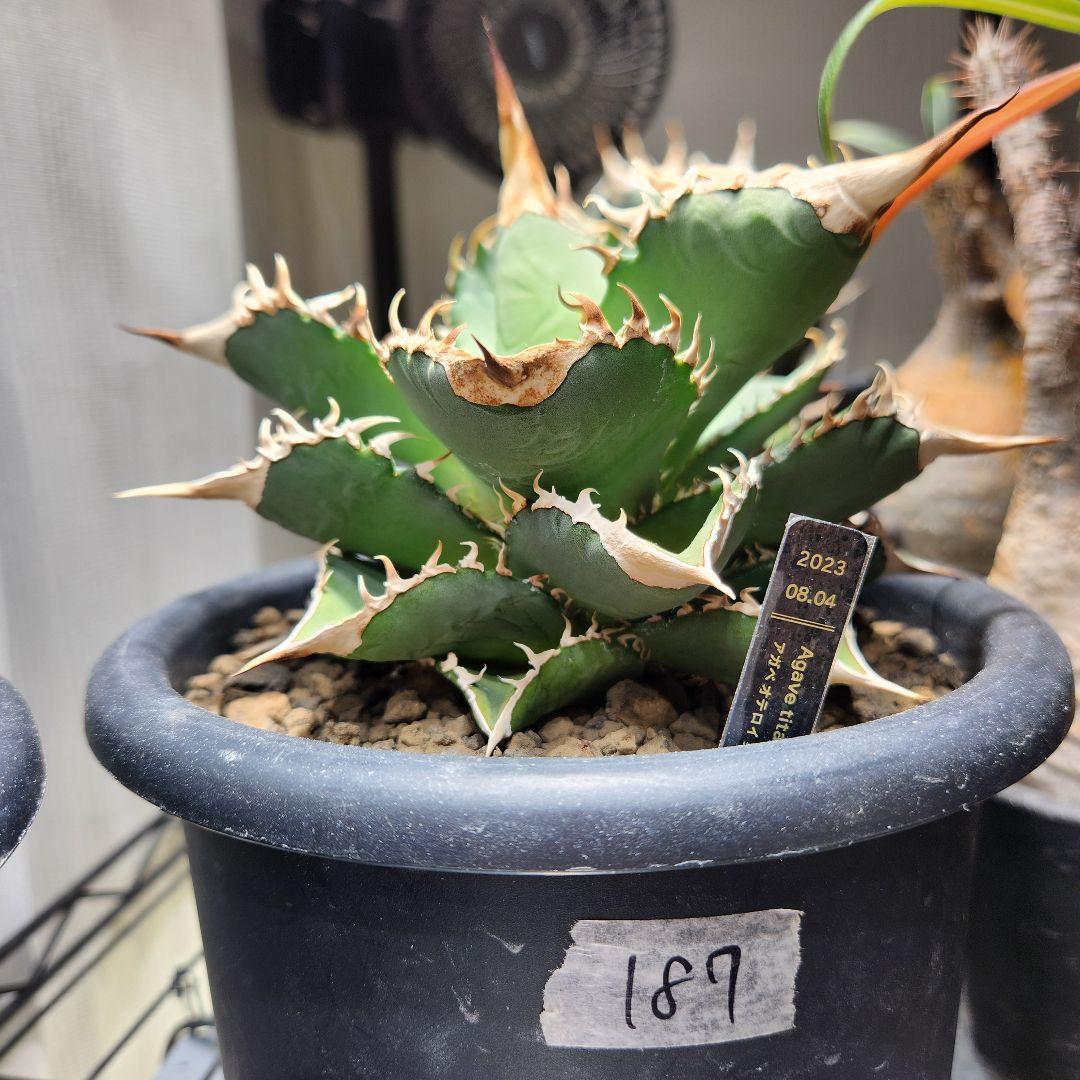 187✴コレクション株✴【2.7写真更新】アガベ オテロイ 実生