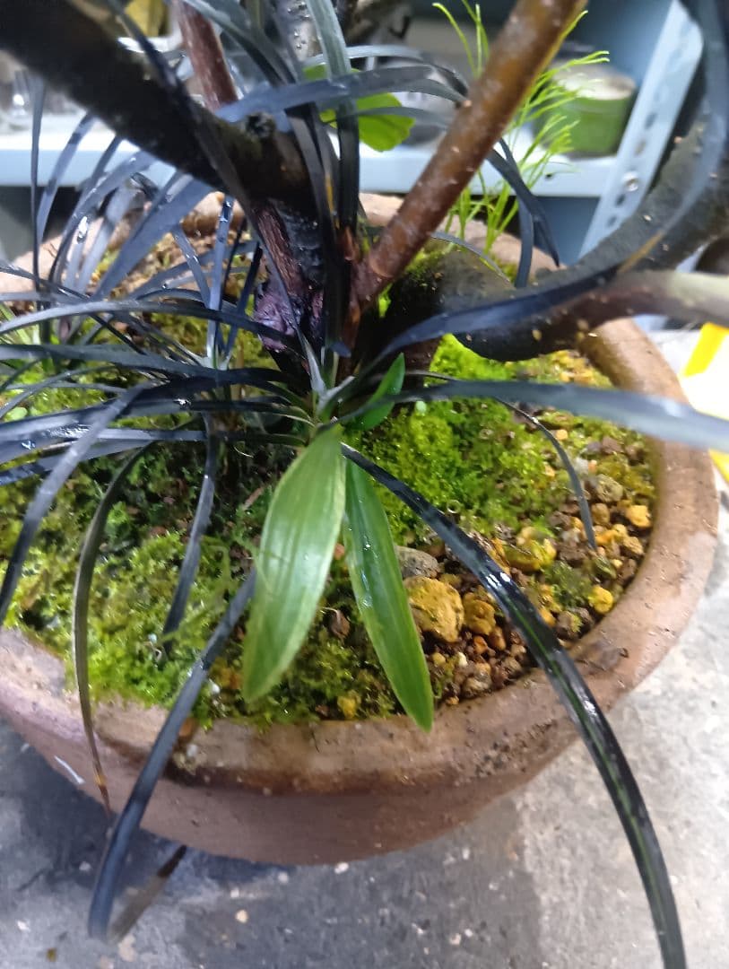 ハクサンボク（斑入り花芽付き）