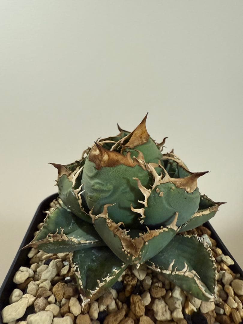 ま*て様 アガベ ブツブツ系 星空 麻花龍 親株