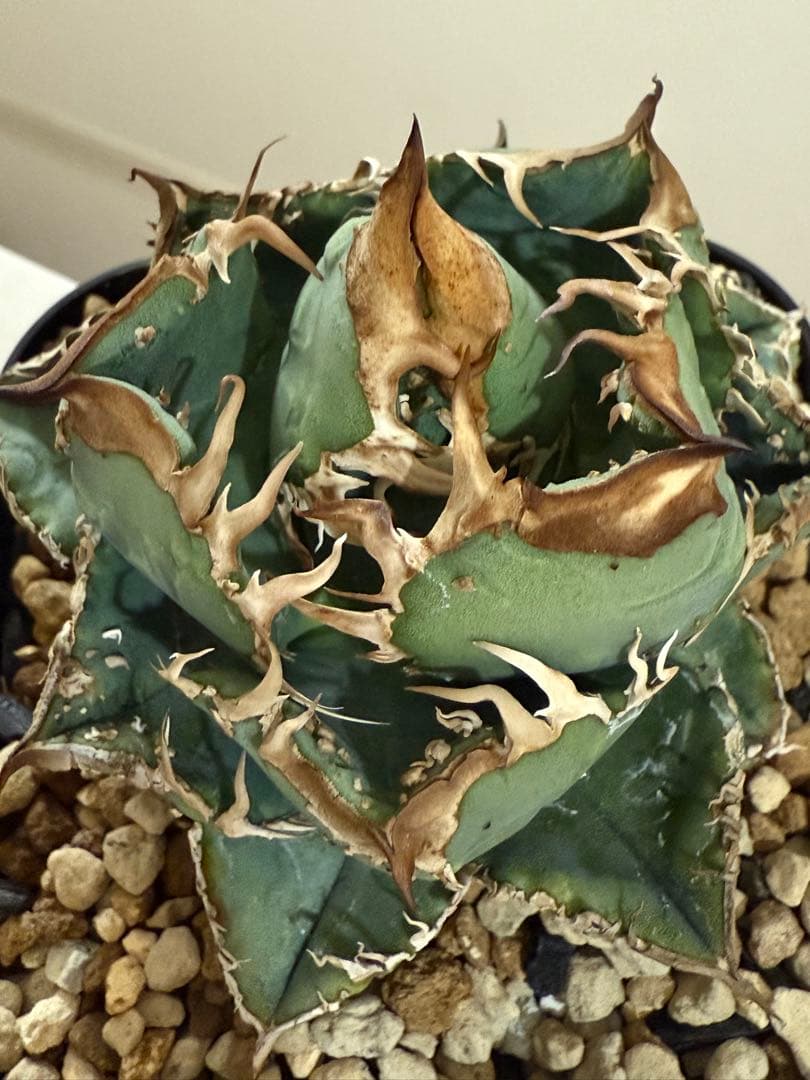 ま*て様 アガベ ブツブツ系 星空 麻花龍 親株